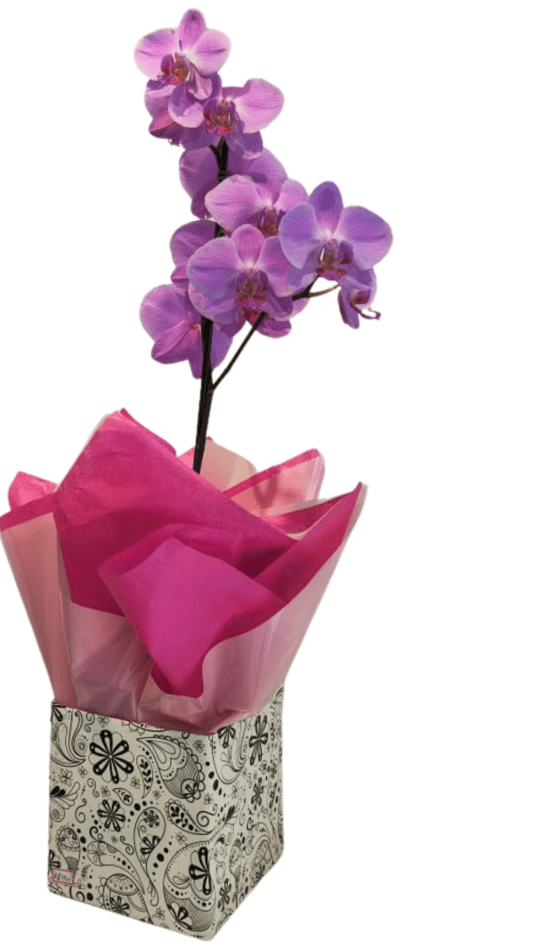 As orquídeas são as flores mais nobres e delicadas, perfeitas para expressar o amor verdadeiro, puro e eterno por aquela pessoa incrível, o que as torna uma ótima opção para presente de aniversário e datas especiais. A orquídea PHALAENOPSIS tem a sua cor Lilás associada a sentimentos como inocência, gratidão e eternidade.